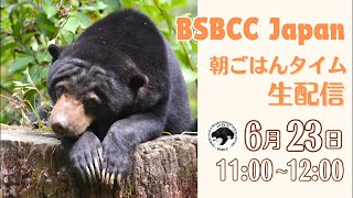 【生配信】 マレーグマの朝ごはんタイム