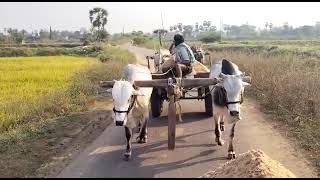 Nellore district, yellayapalem village sand puling Bulls 🐂🐂