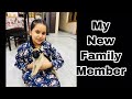 Introducing new family member Name snappy | Gursirat Cheema | vlog 24