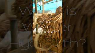 What is Water Hyacinth?