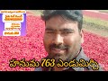 రవి హైబ్రిడ్ సీడ్స్ వారి హనుమ 763 ఎండుమిర్చి ravi hybrid seeds hanuma 763 yvr కల్చర్ యూట్యూబ్ ఛానల్