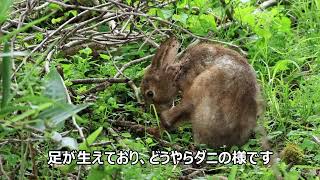 【閲覧注意】ノウサギの静かな戦い