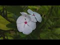 Simple but sweet 'VINCA' flowers #Vinca #Deepti's World