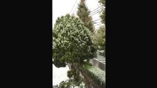 初雪動画2016年11月24日東京立川初雪初冠雪