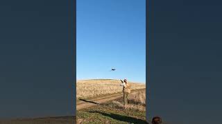 Brenda and Stella hunting pheasants! #hunting #pointer #birdhunting #pheasant