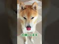 2025 お辞儀で新年のご挨拶をする柴犬 polite shibainu bowing on new year s day