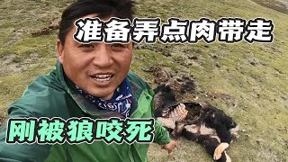 麦迪卡湿地边缘，发现三头被狼咬死的牦牛，阿林和浪浪准备砍条牛腿吃