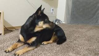 Corgi protects rabbit from Fly