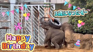 アルンくん3歳の誕生日おめでとう🎉誕生日プレゼントはタイヤ🎁😁　10月31日 上野動物園