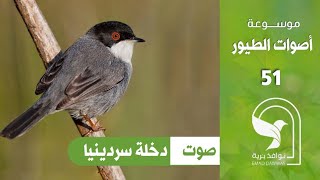 صوت دخلة سردينيا Sardinian warbler sound Paruline sarde  Reinita sarda