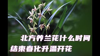 北方养兰花，什么时间结束春化升温开花