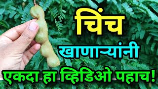 चिंच खाणाऱ्यांनी एकदा हा व्हिडिओ पहाच! | Health benefits of eating Tamarind