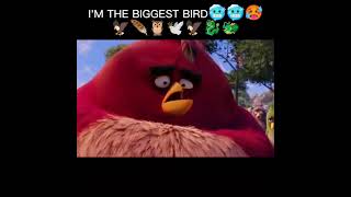 he is THE BIGGEST BIRD