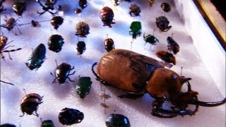 How A Tiny Bug Helped Solve A Murder Mystery