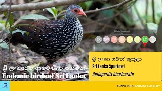 ශ්‍රි ලංකා හබන් කුකුළා | Sri Lanka Spurfowl | Galloperdix bicalcarata | Funny Pets