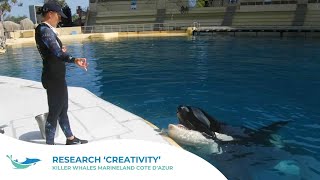 JULY ORCA MONTH | Research 'Creativity'