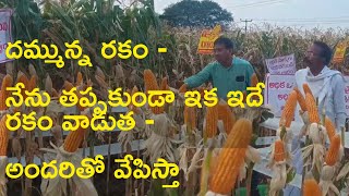 KMH8333 । కావేరి 8333 । #KMH8333 #trending  #agriculture #BestCorn #toptrending