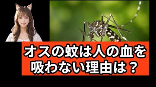 【毎日更新・ねこるんの雑学教室】その183　明日だれかに話したくなる雑学を毎日新しいクイズでご紹介。「理由を説明せよ！」という問題が中心です。＃雑学　#理由を述べよ　#オスの蚊　#血を吸わない