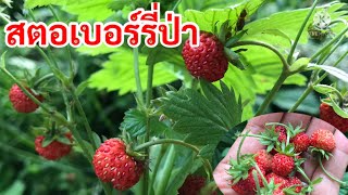 EP191เก็บสตอเบอร์รี่ป่า🍓🍓 ขึ้นตามธรรมชาติ ผลไม้ป่าที่กินใด้ในต่างแดน