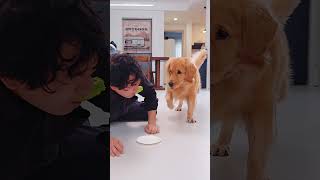 Be duped!上当了，欲擒故纵 #goldenretriev #pets #funny