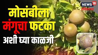 Mangu Disease on Mosambi | मोसंबीला मंगूचा फटका, शेतकऱ्यांचा लाखोंचं नुकसान, अशी घ्या काळजी