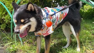 夏日和の超気持ちいいお散歩する豆柴！【柴犬】Shiba Inu dogs walking in summer weather