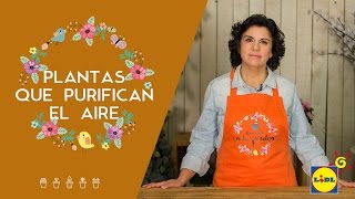 Plantas Que Purifican El Aire 🌿🌬| El Jardín De Lidl | Lidl España