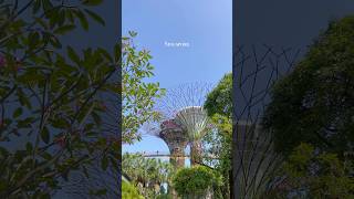 Gardens by the Bay🌿ガーデンズバイザベイの周辺をお散歩☺︎