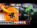 Growing Papaya Tree From Seed (62 Days Time Lapse)