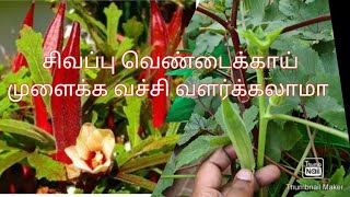 சிவப்பு வெண்டைக்காய் வளர்த்து பாக்கலாமா#red ladies finger growing in rooftop garden