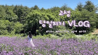 [VLOG] 고성 당일치기 여행 (feat. 버스투어) ㅣ 하늬라벤더팜