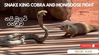 Snake King Cobra And Mongoose Fight | නයි මුගටි රන්ඩුව | #snake #mongoosevssnake #mongoose