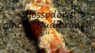 How to pronounce Glossodoris cincta\