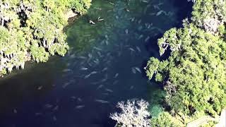 🚁 Chopper 2 spots manatees at Blue Spring State Park