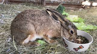 10 year old brown hare Bambi still enjoys his breakfast