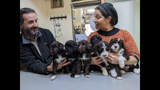 Saila - Portuguese Water Dog PWD,   1st Litter.  DAY 65 -  Live Stream