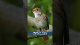 The Nightingale's song is becoming rare in the UK #shorts