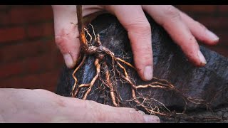 Root over rock bonsai that cost me £0.00