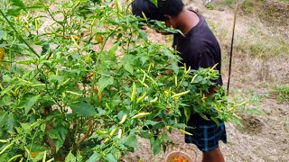 panen ke 13 dapat 45 kilo cabe rawit dataran tinggi part1