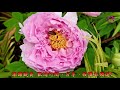 2021.03杉林溪牡丹花季 富貴牡丹繽紛艷麗 peony flower. beautiful blooming