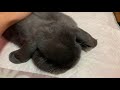 my holland lop s feeding routine how much to feed your rabbit