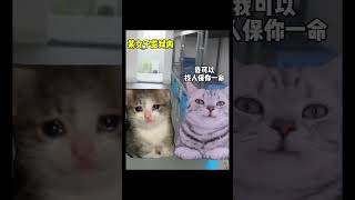 这就叫专业诈骗 #猫meme #猫meme小剧场 #喵不可言 #cat #真实改编 #诈骗 #shorts