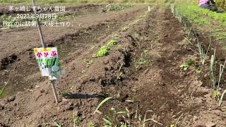 秋なのに猛暑、大根の土作り☆茅ヶ崎しずちゃん農園@ふるさとイベント協議会