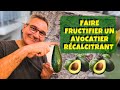 Comment faire fructifier un avocatier récalcitrant ??  🥑🥑🥑