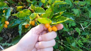 The PNW Native Berry You Didn't Know Is Edible + Pearly Everlasting