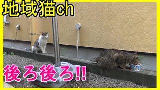 【地域猫ch】個体別/食方/待方/登場