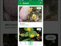 plantsnap identifies a birthwort aristolochia clematitis