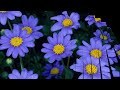 ২০ টা নীল ফুলের নাম ও ছবি 20 blue colour flower name and picture