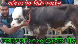 সেরা চমক ২০২৫ ফ্লেকভি ষাঁড় ।বাকিতে গরু বিক্রি করছেন । ইন্ডিয়ান ষাঁড় বাচ্চা দেখুন । পাকরার চমক