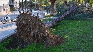 Η επόμενη μέρα από τις καταστροφές στην Αργολίδα από τους θυελλώδεις ανέμους